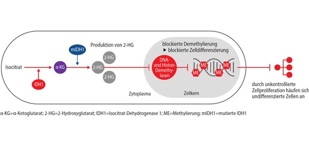 Ivosidenib als erste zielgerichtete Therapieoption zugelassen Abb. 1 Die Isocitrat-Dehydrogenase-1 (IDH1)-Mutation beim Cholangiokarzinom (CCA) verhindert die Differenzierung der Zellen.