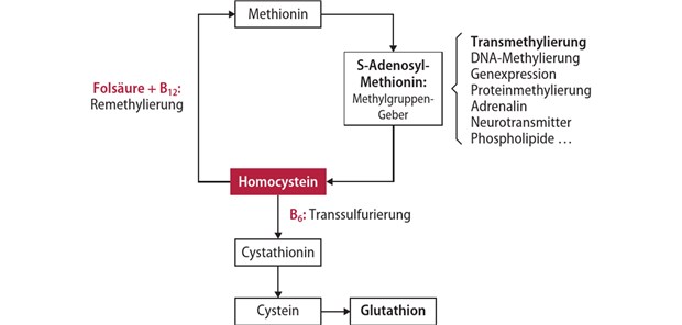 Abb. 1 Methionin-Homocystein-Stoffwechsel (modifiziert nach [10])