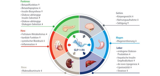 GLP-1-Rezeptoragonisten bei Typ-2-Diabetes und Adipositas Abb. 1: Multifaktorielle Wirkungen von GLP-1-RA (Glucagon-like-peptide-1-Rezeptoragonisten)