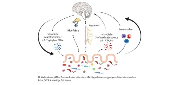 Dysbiose des Darmmikrobioms – Gesundheitsauswirkungen besser erforscht Abb. 1: Signalwege in der Kommunikation zwischen Mikrobiom und Gehirn