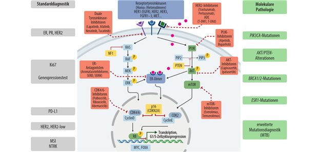 Welche Tests sind wichtig beim Mammakarzinom? Abb. 1: Wichtige Signalwege und Angriffspunkte für eine zielgerichtete Therapie beim Mammakarzinom