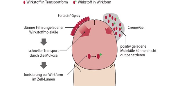 Lidocain/Prilocain-Spray als erste lokale Therapie zugelassen Abb. 1: Wirkmechanismus des Lidocain/Prilocain-Sprays (links) im Vergleich zu einer off label eingesetzten Creme mit beiden Lokalanästhetika (rechts)