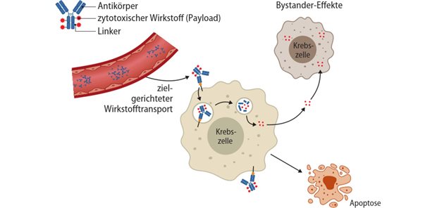 Antikörper-Wirkstoff-Konjugate in der Therapie des nicht kleinzelligen Lungenkarzinoms Abb. 1: Wirkmechanismus eines Antikörper-Wirkstoff-Konjugats