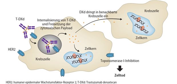 Fortschritte bei allen Komponenten Abb. 1: Wirkmechanismus eines Antikörper-Wirkstoff-Konjugats (ADC) am Beispiel von Trastuzumab deruxtecan