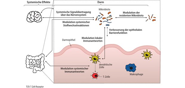Wie die Darmgesundheit durch den Einsatz von Postbiotika gefördert werden kann Abb. 2: Postulierte Mechanismen von Postbiotika und Beispiele von Effektormolekülen, die von ihnen verwendet werden