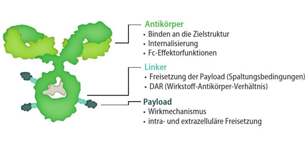 Effektive Zweitlinienoptionen weiterhin dringend benötigt Abb.1: Antikörper-Wirkstoff-Konjugat