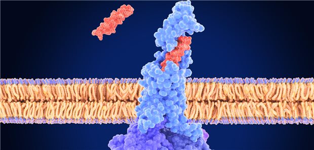 Das Peptid Tirzepatid aktiviert durch Bindung des aktiven Zentrum den GLP-1-Rezeptor.
