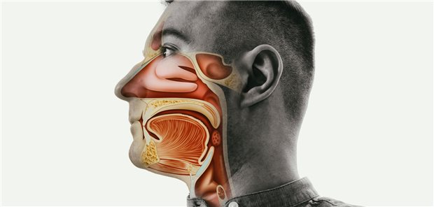 Profilansicht eines Mannes in das die Anatomie der Nase, nasennebenhöhlen und des Mundes und Rachens eingezeichnet sind.