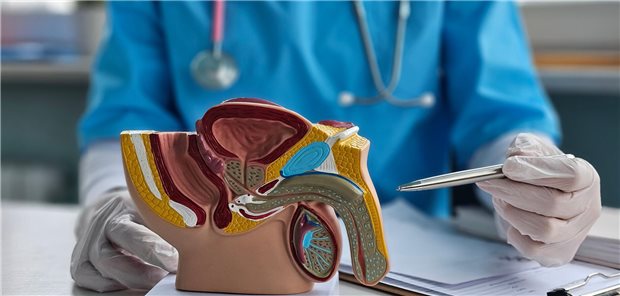 Ein Arzt erklärt seinen Patienten mit Verdacht auf Prostatakrebs anhand eines Modelles der männlichen Genitalien das weitere Vorgehen.