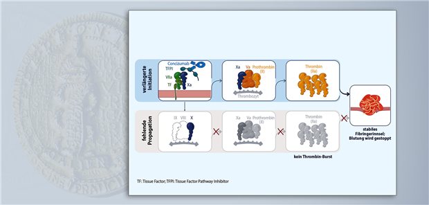 Bei Hämophilie kann Concizumab durch Hemmung von TFPI die Bildung von Faktor Xa fördern und so trotz Faktor-VIII-/Faktor-IX-Mangel eine ausreichende Thrombinbildung ermöglichen.  Novo Nordisk Pharma GmbH