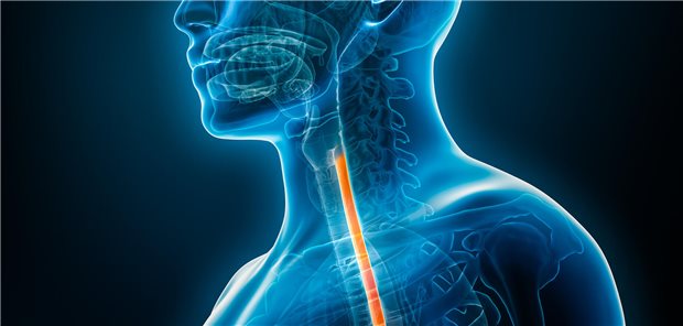 Dreidimensionale gerenderte Illustration des Ösophagus.