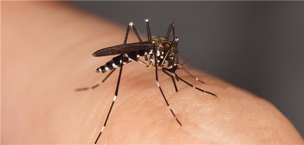 Eine Mücke saugt Blut aus der Haut.