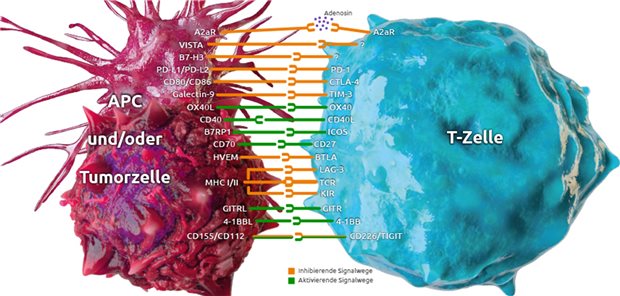 Die Ära der Immunonkologie: bessere Chancen für Krebspatienten