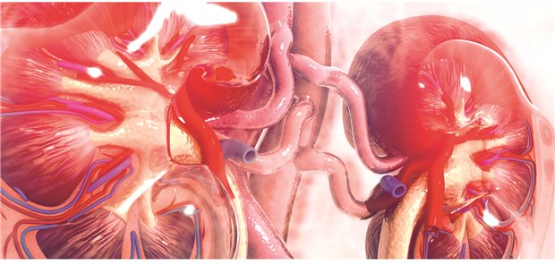 Hausärztliche Versorgung bei chronischer Nierenkrankheit Hausärztliche Versorgung bei chronischer Nierenkrankheit