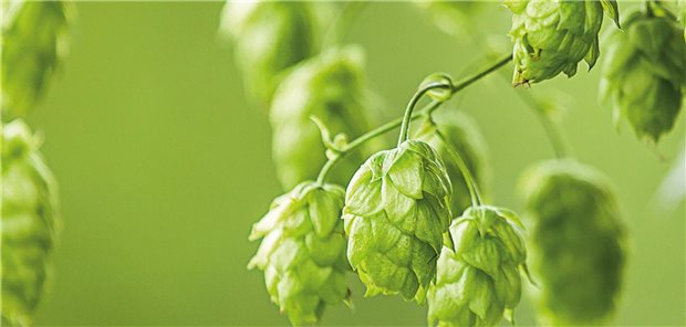 Den Herausforderungen mit Hopfenextrakt begegnen Den Herausforderungen mit Hopfenextrakt begegnen