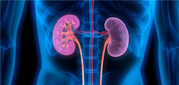 Subgruppenanalysen der Studie DAPA-CKD zum Einfluss von Alter, Geschlecht und Gebrechlichkeit auf di Subgruppenanalysen der Studie DAPA-CKD zum Einfluss von Alter, Geschlecht und Gebrechlichkeit auf di