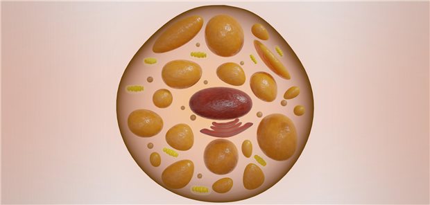 Braunes Fett: Menschen mit einem "verschwenderischen" Stoffwechsel haben offenbar mehr braunes Fett, während solche mit "sparsamen" Stoffwechel weniger davon aufweisen. Möglichweise könnte man die Kenntnis der Stoffwechseltypen für eine personalisierte Adipositastherapie nutzen.