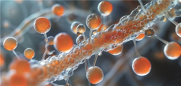ECDC meldet Anstieg von Infektionen mit Candidozyma auris Breitet sich mehr und mehr aus: Candidozyma auris, früher bekannt als Candida auris, wurde erstmals 2009 in Japan beschrieben.