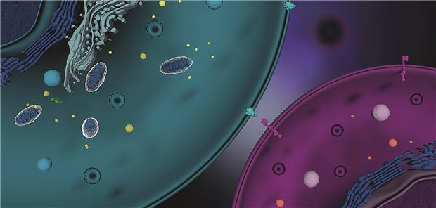 Schematische Darstellung der CAR-T-Zelltherapie: T-Zelle bindet an Krebszelle