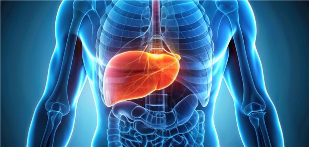 Das Fett muss weg: In einer Studie konnte Retatrutid Leberfett bei Patientinnen und Patienten mit MASLD signifikant gegenüber Placebo reduzieren.