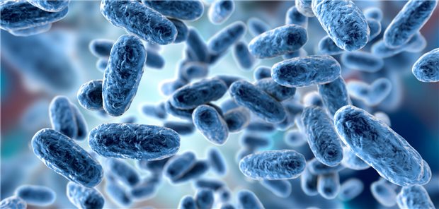 Bacteria Bordetella pertussis
