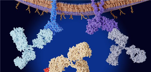 Die Immun-Checkpoint-Inhibitoren PD-1, CTLA-4 und PD-1 auf der Zellmembran einer T-Zelle werden durch therapeutische Antikörper blockiert.