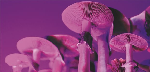 Psilocybin hält therapieresistente Depressionen wohl ein Jahr lang in Schach Leuchtende Pilze