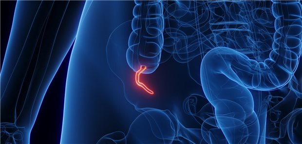Dreidimensionale gerenderte Illustration des Appendix.