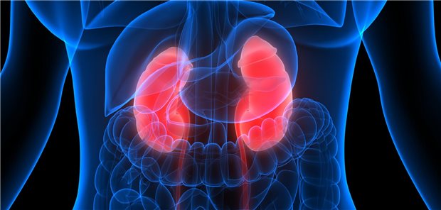 Zu viele CKD bleiben unentdeckt: Für wen ein Screening zu empfehlen ist 3D-Rendering eines menschlichen Torso. Die Nieren sind hervorgehoben.