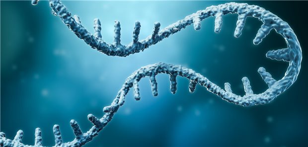 Die mRNA kennen die meisten von der Proteinbiosynthese. Doch die Boten-RNA erweist sich auch als hilfreich in der Therapie maligner Tumore. (Symbolbild)