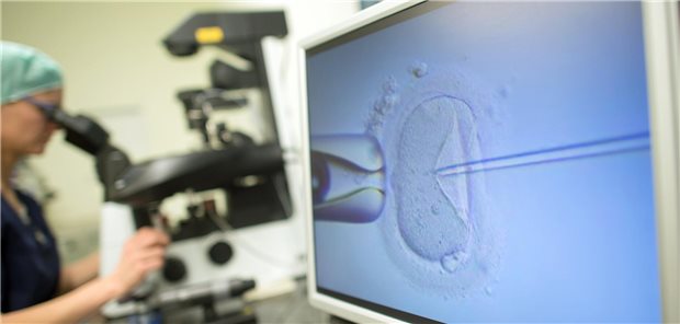 Ein Monitor zeigt im Kinderwunschzentrum Magdeburg eine Intrazytoplasmatische Spermieninjektion.