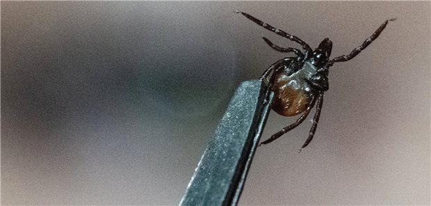 Diagnostik der Neuroborreliose: Der Liquor weist den Weg Eine Zecke wird mit einer Pinzette festgehalten