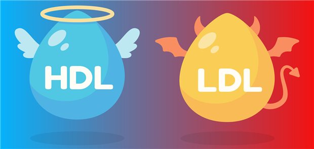 „Gutes“ und „böses“ Cholesterin