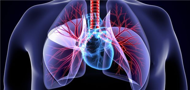 Darstellung eines Thorax mit Herz und Lunge.