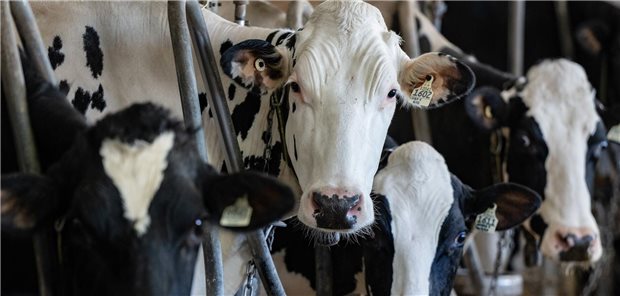 Hohe Virustitern im Euter infizierter Milchkühe könnten auch bei der neuen Vogelgrippe-Variante verantwortlich für die Übertragung von Kuh zu Kuh sein.