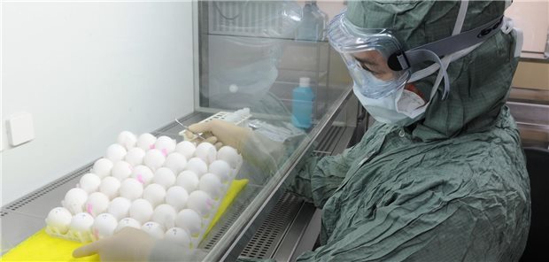 Deutschland bunkert keinen Impfstoff gegen Vogelgrippe Impfstoffproduktion mit Hühnereiern: Eine Mitarbeiterin des Pharmakonzernes GlaxoSmithKline präpariert in einem Sicherheitslabor in Dresden Hühnereier (Archivbild).
