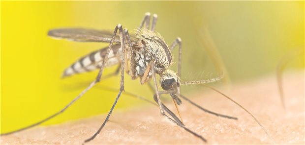 S1-Leitlinie zur Diagnostik und Therapie der Malaria veröffentlicht Eine Anopheles-Mücke auf der Haut eines Menschen.
