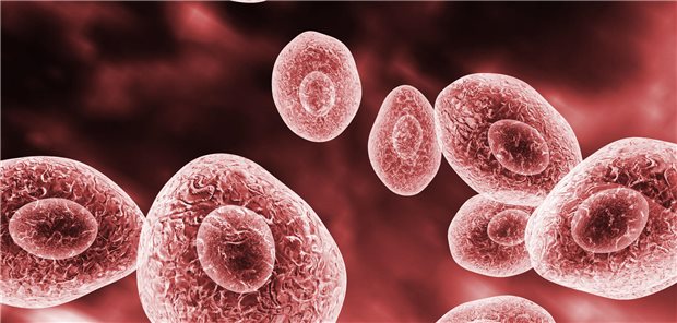 Dreidimensionale Illustration von Pneumocystis jirovecii, ein opportunistischer Pilz, der bei immunsuppremierten Patienten Lungenentzündung verursachen kann.