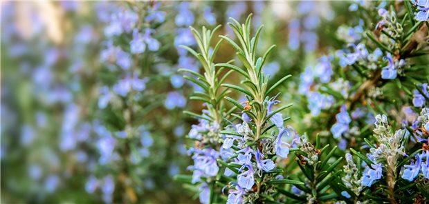 Pflanzliche Präparate bei Rheuma – beliebt, aber nicht wirksam Rosmarin