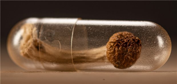 Pilzwirkstoff Psilocybin hilft möglicherweise gegen Anorexie Ein getrockneter Psilocybe-Pilz in einer transparenten Kapsel.