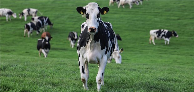 Vogelgrippevirus aus Kühen könnte womöglich obere Atemwege des Menschen infizieren Kühe auf der Weide: