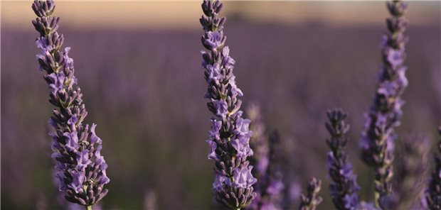 Lavendel - Quelle für ein spezielles Arzneilavendelöl. 