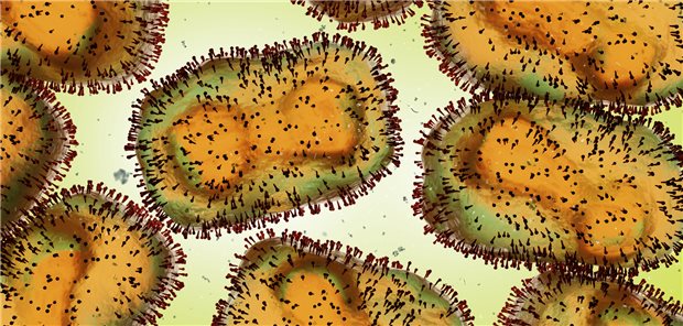 Mpox-Viren: Zweifel an der Wirksamkeit von Virustatika gegen den Erreger wurden jetzt weitgehend ausgeräumt.