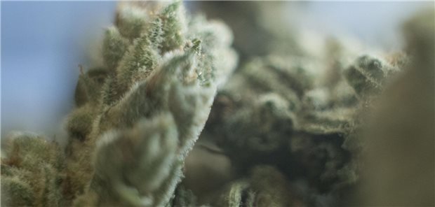 Landgericht Hamburg klärt PKV-Leistungspflicht für Cannabis Nahaufnahme von medizinsichem Cannabis