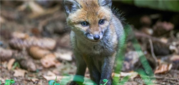 Ein junger Fuchs im Wald
