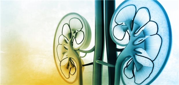 Versorgung von Patienten mit chronischer Nierenerkrankung: „Infektionsschutz ist ein wesentlicher Fa Nieren im Fokus: Bei welchen Patienten mit chronischer Nierenerkrankung ist es ratsam, mit Impfungen zögerlich umzugehen?