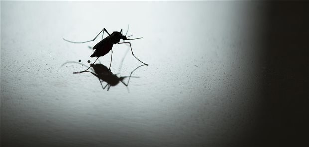 Eine Mücke sitzt auf einem Tisch.