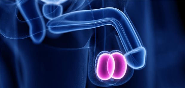 Studie: Testikuläre Mikrolithiasis allein erhöht Risiko für Hodenkrebs nicht Dreidimensionale gerenderte medizinisch korrekte Abbildung der Hoden.