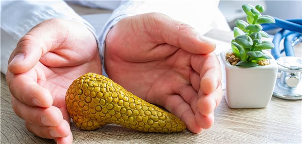 Pankreastransplantation – eine sehr wirksame Option für bestimmte Patienten Pankreas im Modell: Die Transplantation des Organs ist auf wenige Patienten mit Diabetes beschränkt.