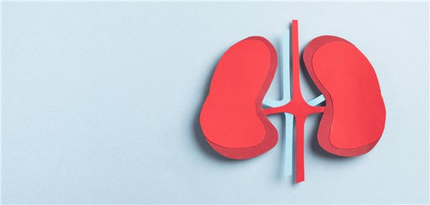 Zwei Nieren aus Papier liegen auf einem leeren Hintergrund